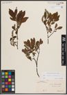 Foto von Salix caprea L. x Salix silesiaca Willd.